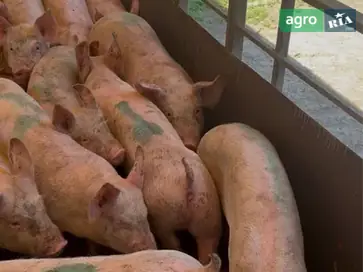  Поросята санбрак - фото