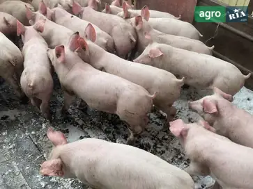  Подрощенные поросята - фото