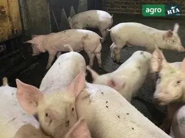  Поросята сан брак - фото