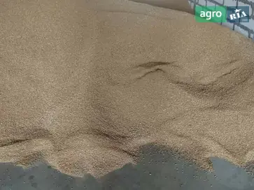  Пшеница зерно - фото