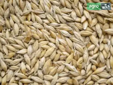 Ярый ячмень Крисси - фото