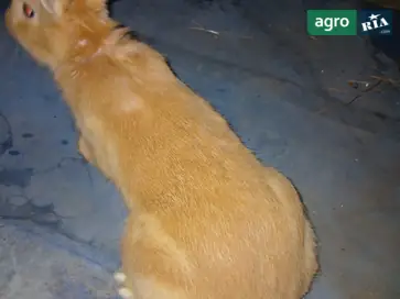 Кролі Бургундської породи — молодняк (ціна за кг живої ваги) - фото