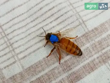 Бджоломатки Бакфаст F1 (сезон 2025) — селекція Німеччина та Данія - фото