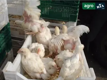 Прийом замовлень на птицю: гуси, качки, бройлери та несучки (добові/підрощені) - фото