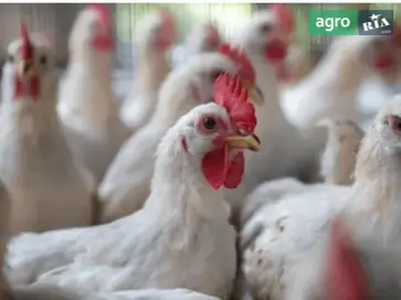 Домашній бройлер живою вагою (від 3 кг) — жовта тушка. - фото