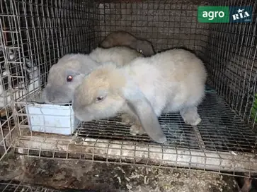 Кролі Французький висловухий баран — самці та самиці - фото