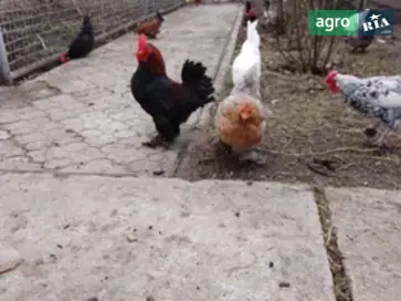 Карликовий півник та курочка — добрий господар (Кривий Ріг, обмін) - фото