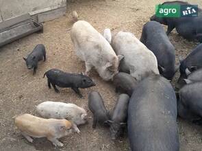 В’єтнамські поросята