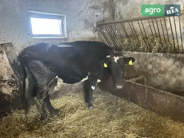 Высокодойна корова после 7-го отела — 18 л сладкого молока - фото