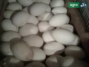  Гусиные яйца Линда — элитная мясная порода, высокий вывод - фото