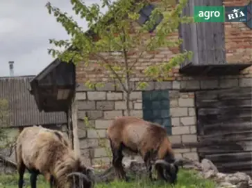 Обмін камерунського баранчика — міцний племінний велетень у мініатюрі - фото