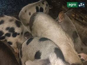 Молоді свині м'ясної породи (від 40 до 80 кг)