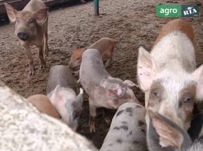 Молодняк 2–4 місяці — м’ясні поросята на вибір (10 голів)