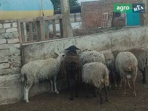 Барани Романівської породи — молодий баранець на плем'я або на м'ясо