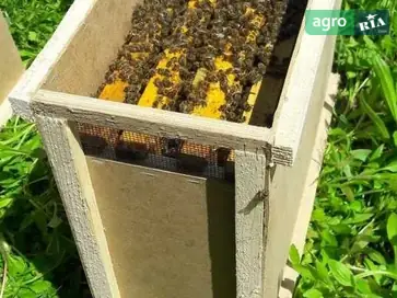 Бджолопакети (комплектація 3+1) — міцні бджолосім'ї з тарою для перевезення - фото