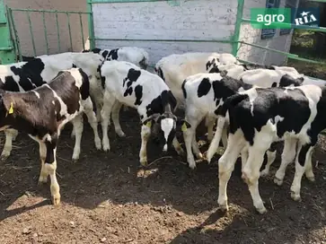 Випоєні бички на відгодівлю — продаж від 10 голів - фото