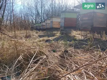 Бджолопакети та бджолосім'ї (Карпатка, Карніка) — домашня пасіка - фото