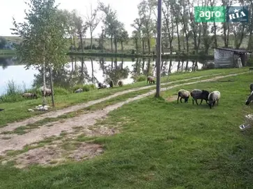 Вівці, барани та молодняк Романівської породи (ціна договірна) - фото