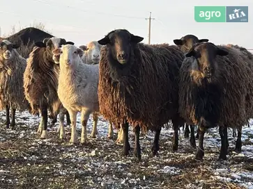 Молоді барани різних порід (на розплід або м'ясо) — 100 грн/кг - фото