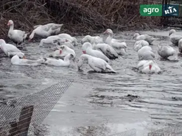  Инкубационные яйца и гусята породы Мамут — лидер мясного направления. - фото