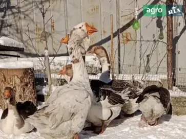  Инкубационное яйцо и гуси породы Холмогор — великаны вашего двора! - фото