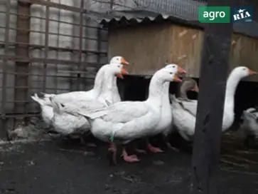  Инкубационные яйца и гусята породы Мамут — высокая продуктивность - фото