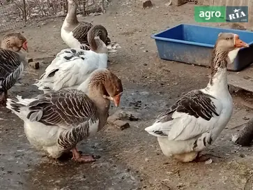  Инкубационные яйца Холмогорских гусей — элитная линия и высокая оплодотворенность. - фото