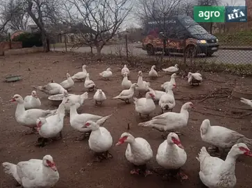 Індокачки важкої німецької лінії (7-8 місяців) — м’ясні велетні - фото