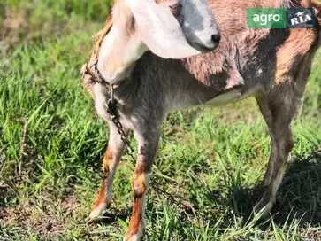 Дві молочні козочки (Нубійська та Галаєцька) — вже з молоком - фото