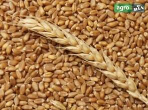 Пшениця врожаю 2025 оброблена на посів.