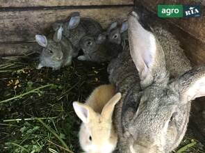Маленькі вакциновані кроленята та дорослі кролі на утримання