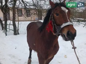 Молода кобила (1.5 роки) — спокійна та перспективна. - фото