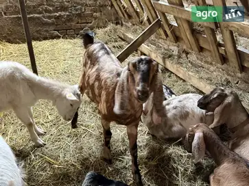 Елітне стадо англо-нубійських кіз — молочний напрям, висока жирність - фото