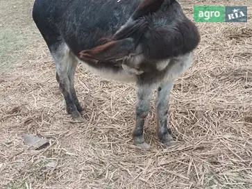 Дорослий віслюк (7 років) — надійний помічник та вірний друг - фото