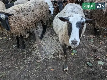  Овечки живою вагою — натуральне відгодівлювання (від 70 грн/кг) - фото
