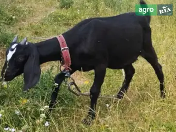 Англо-нубійські козенята та високоудійні кози-первістки - фото