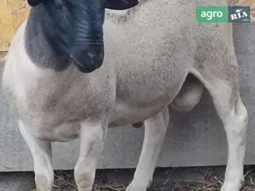 Баранчики Дорпер: 100% чистокровні та високоякісні кроси - фото