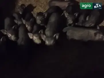 В’єтнамські поросята та дорослі свині: молодняк і доросле поголів’я - фото