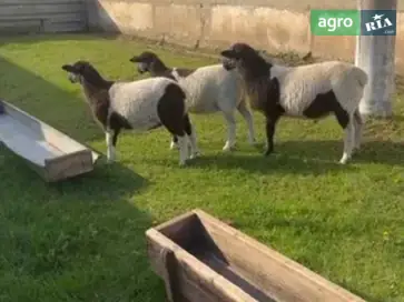 Ягнята крос-дорпер: баранчики та ярочки - фото