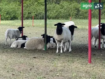 Ярочки та баранці породи Дорпер (різного віку) - фото