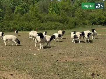Баранці та ярочки породи Дорпер (різного віку) - фото