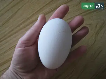  Инкубационное яйцо гуся породы Мамут (Днепропетровская обл.) - фото