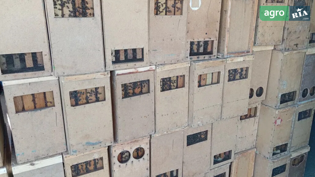 Бджолопакет   2026 - фото 1