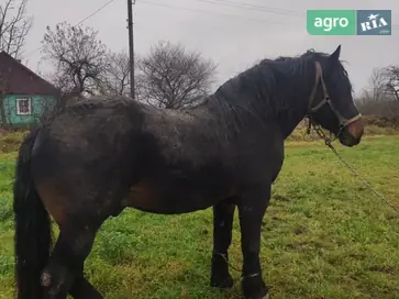 Жеребець по Хафіксу: 4 роки, спокійний та перевірений по потомству - фото