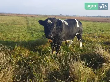 Бики м’ясної породи: 50 голів вагою по 500 кг - фото