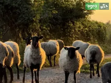 Вівці Романівської породи: Жива вага та тушки - фото