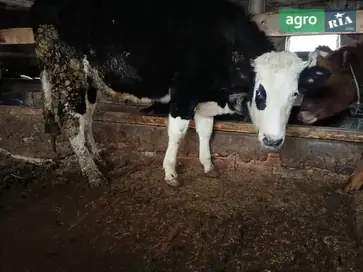 Тільна телиця, спокійна та доглянута (на корову), 6 м - фото