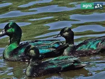  Инкубационное яйцо уток Каюга (черная изумрудная утка) - фото