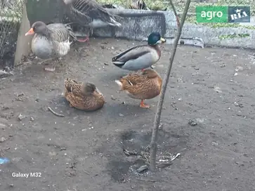  Инкубационные яйца подсадной качки (кряквы) и декоративных уток - фото