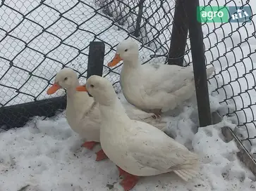 Инкубационные яйца декоративных мини-уток (белая подсадная) - фото